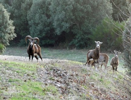 LeNébuzon_Mouflons_Activité